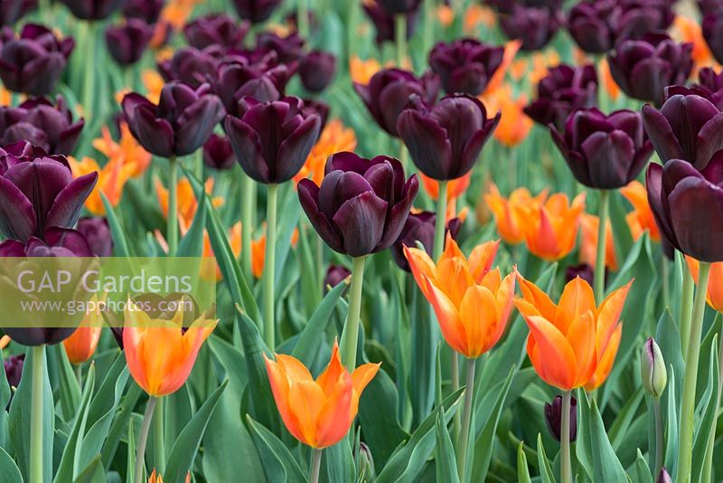 A contasting combination of Tulipa 'Black Jack' with 'Ballerina'.