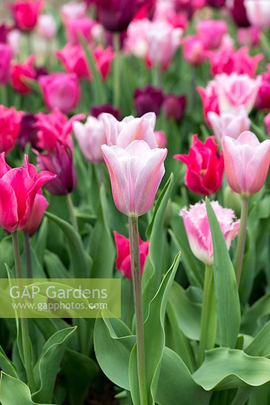 Tulipa 'Mistress Gray', a smoky pink Triumph tulip - April