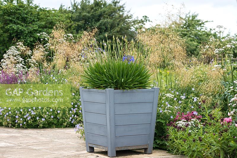 A wooden container of Agapanthus on terrace, backed by clouds of Stipa gigantea, Valerian and hardy Geranium.
