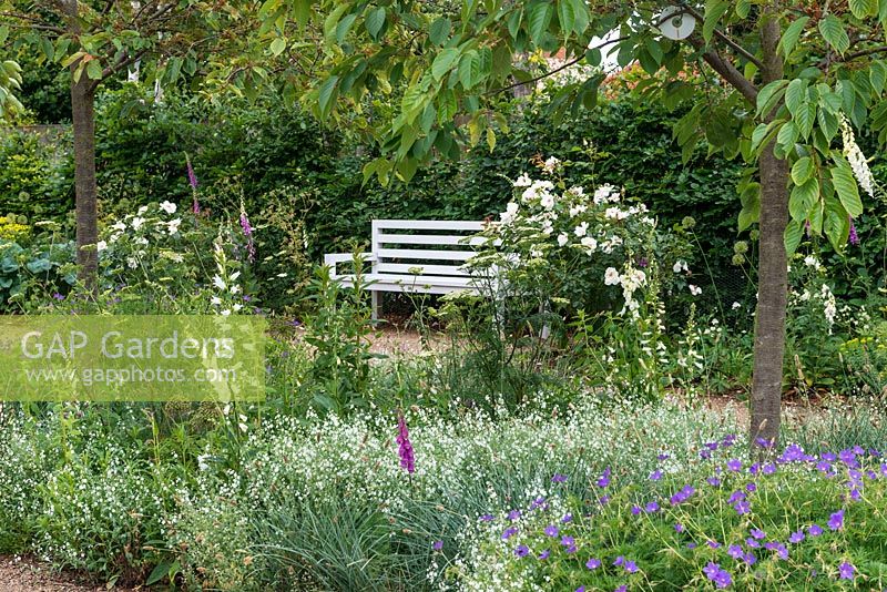 In Cherry Walk, white bench flanked by Roses, annual Gypsophila and Foxgloves.