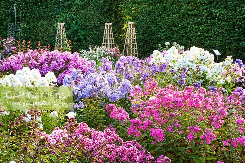 Border of different coloured Phlox 