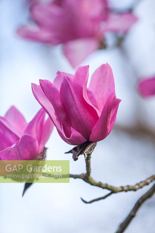 Close up of the flowers of Magnolia campbellii 'Queen Caroline'.