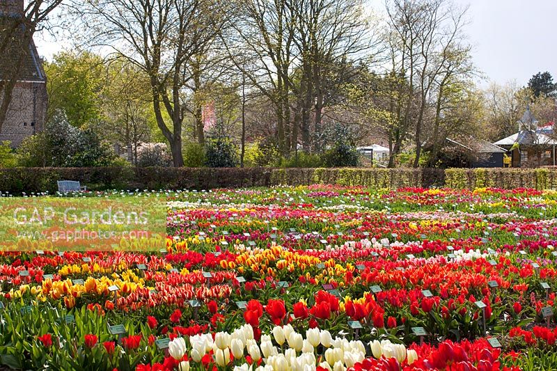 Mass planting of Tulipa - Limmen, The Netherlands