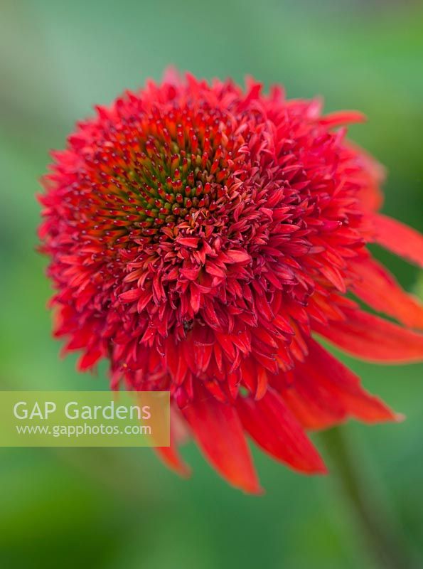 A close up of Echinacea 'Meteor Red' PBR Meteor Series.