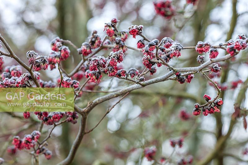 Red fruits of Parrotia persica 'vanessa', January.