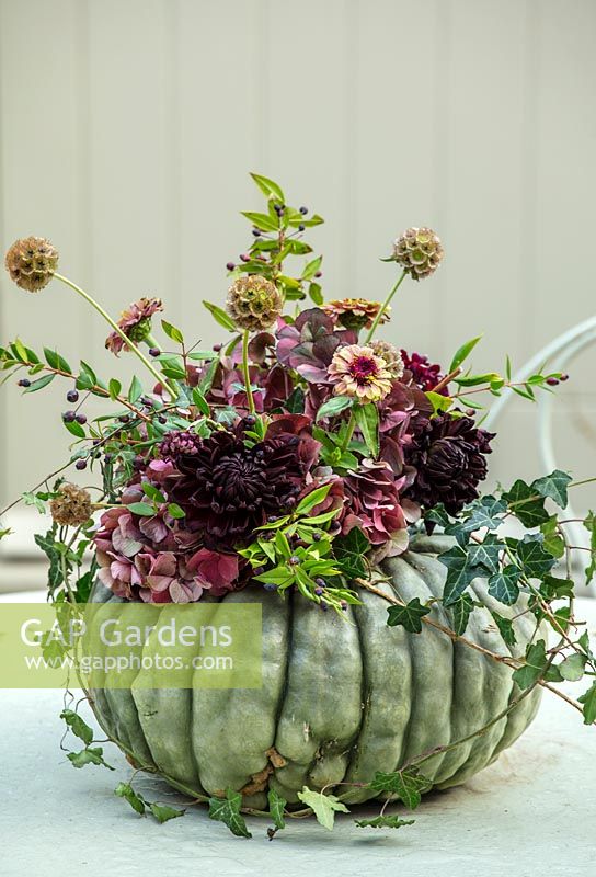 Flower filled green pumpkin on table with Dahlias, Zinnias, Ivy, October. 