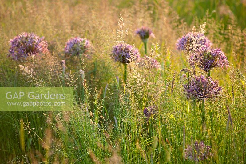Meadow of grasses and Allium christophii at Collector earl's garden, Arundel Castle, West Sussex