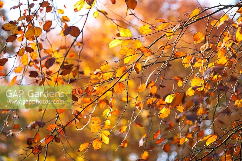 Fagus sylvatica purpurea - Batsford arboretum, gloucestershire