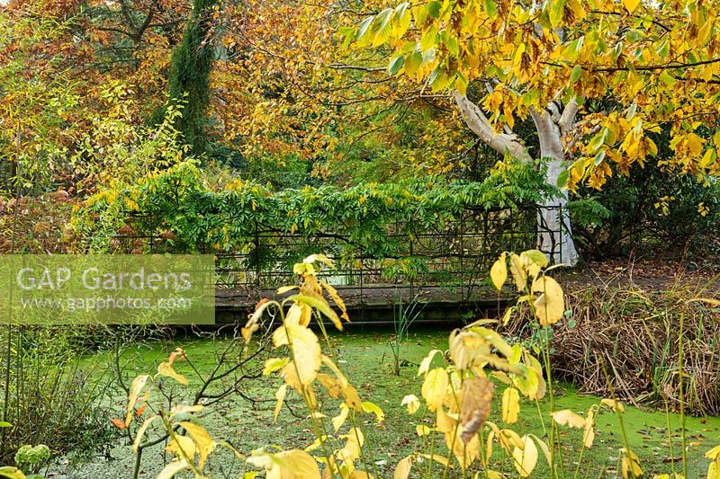 Pond and bridge with Wisteria in arboretum and nursery, Derbyshire, October. 