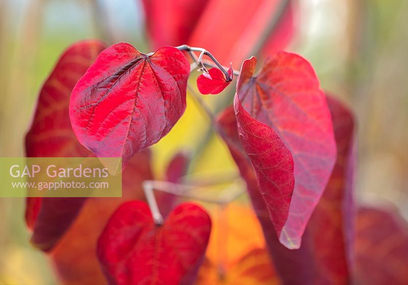 Red leaves of Cercis canadensis merlot - Eastern redbud, October.