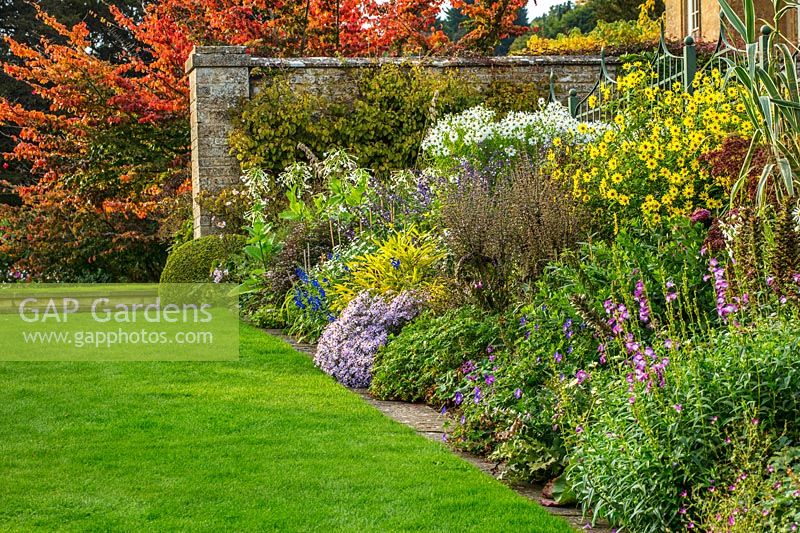 Autumn border in september. Parrotia persica on lawn, grass, Sedums, Penstemons - Bourton house garden, Gloucestershire