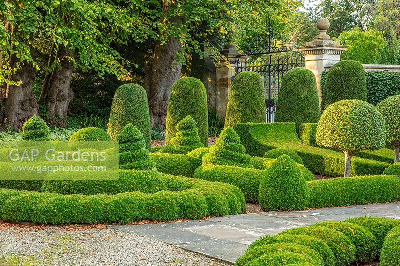 Buxus topiary - Bourton House Garden, Gloucestershire
