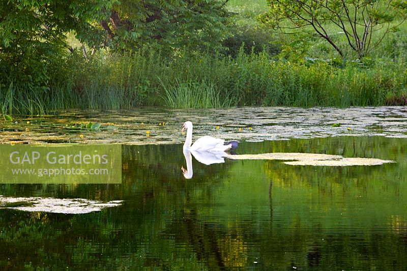 Lake in summer with Swan, Brockhampton, Herefordshire.