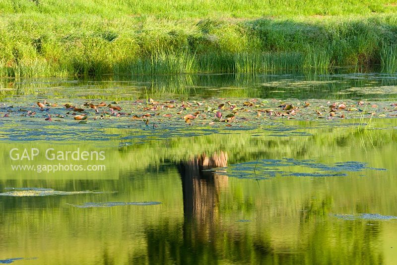 Lake with reflection of tree, Brockhampton, Herefordshire.