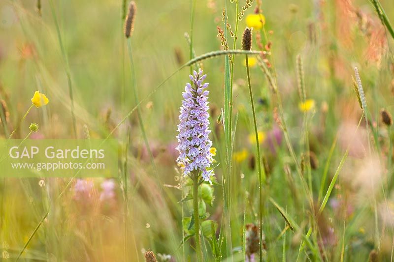 Dactylorhiza fuchsii - Common spotted orchid, Brockhampton cottage, Herefordshire.