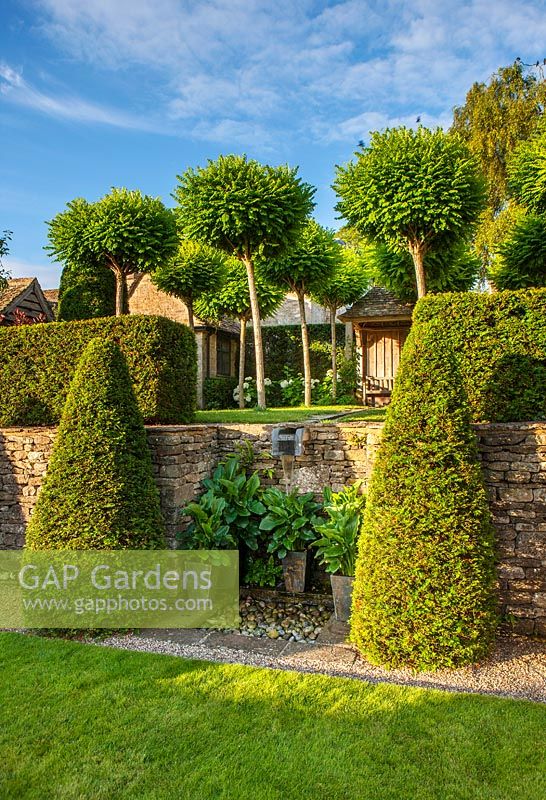 Terraced garden with Yew cones and potted Zantedeschia, Burford, Oxfordshire.