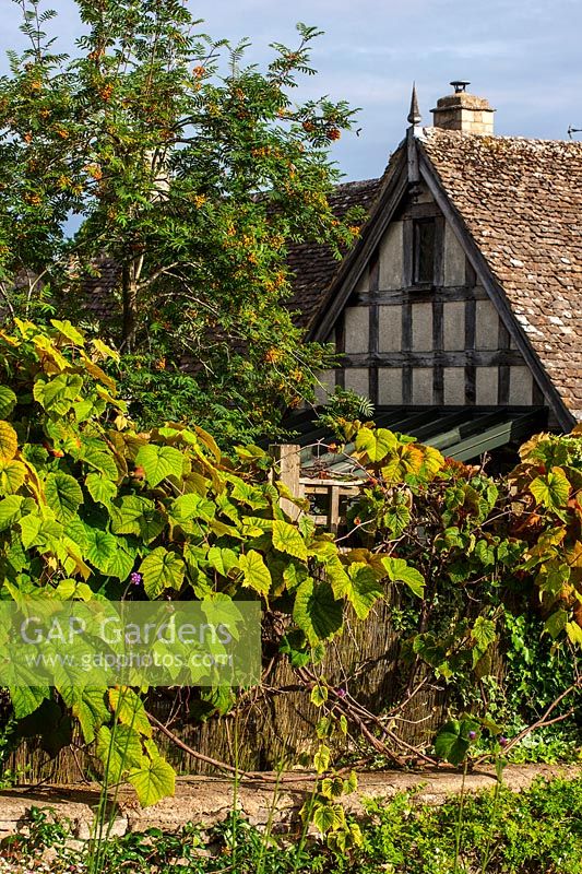Tudor house with old vine and Sorbus - Mountain ash tree, Burford, Oxfordshire.