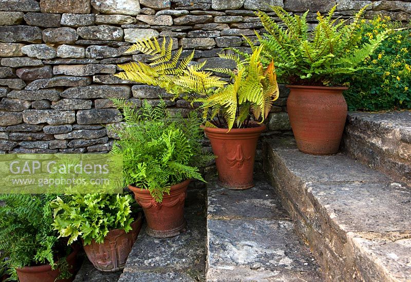 Terracotta pots of ferns on stone steps, Burford, Oxfordshire.