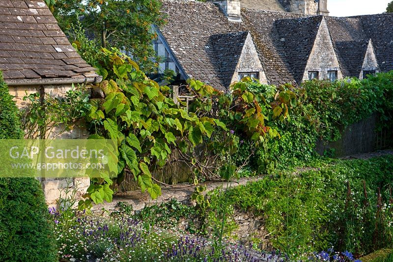 Old vine and stone cottages, Burford, Oxfordshire.