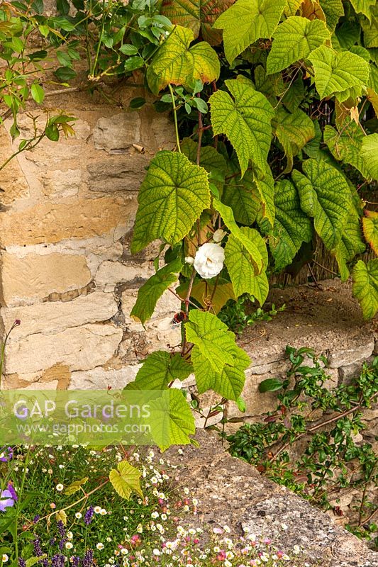 Old vine on wall, Burford, Oxfordshire.