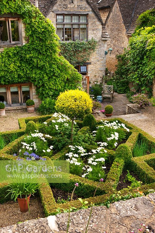 Formal box parterre on terrace with white Cosmos, Burford, Oxfordshire.