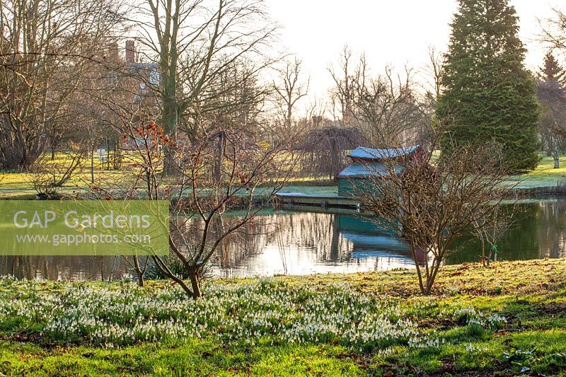 Snowdrops beside lake with boat house in winter, Chippenham Park, Cambridgeshire. 