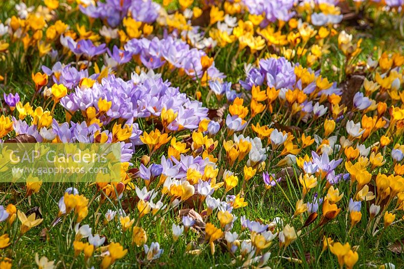 Yellow and purple flowered crocuses, Gloucestershire, February.