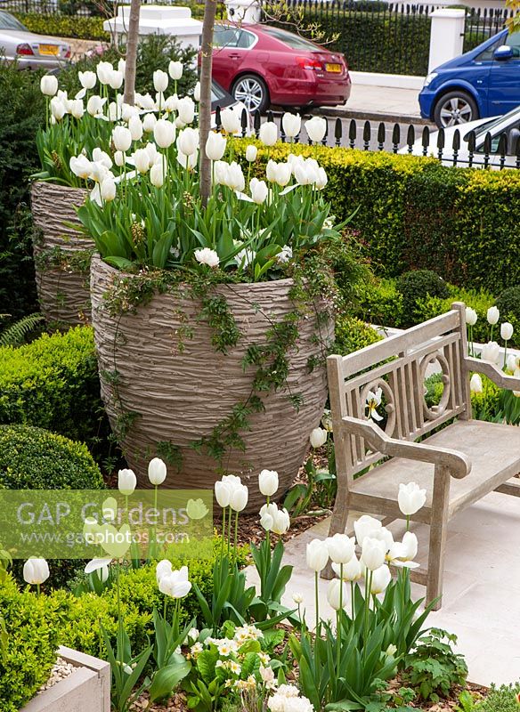 Front garden with white tulips 'Purissima', London, April.