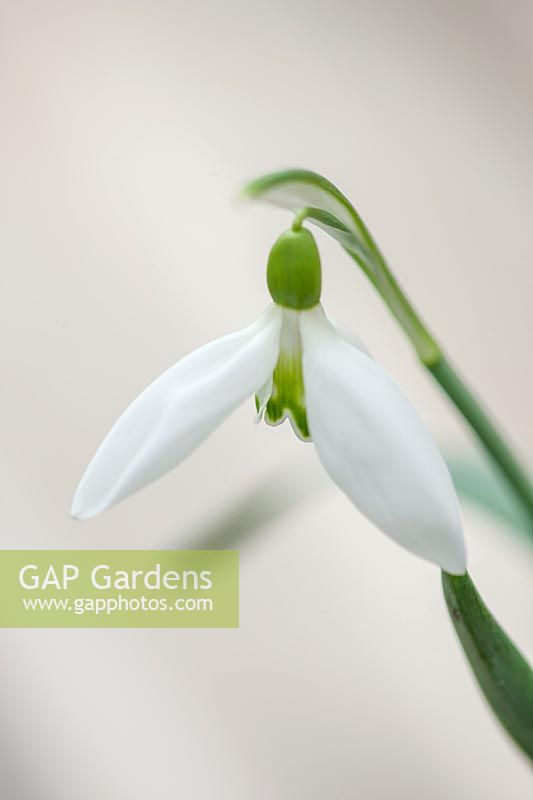 Snowdrop - Galanthus 'Peg Sharples', Warwick, February.