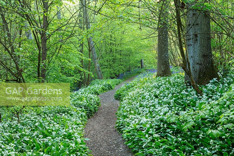 A pathway leading through woodland in spring, Hole Park, Kent. 
