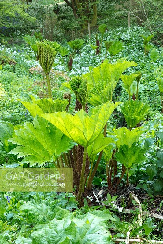 Gunnera growing in woodland at Hole Park, Kent.
