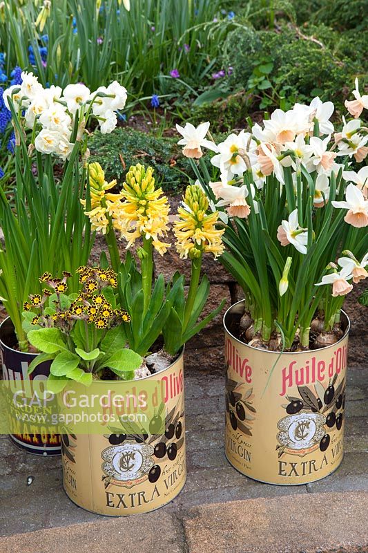 Narcissi, Hyacinthus and Primula planted in old olive cans containers at Keukenhof Gardens, The Nertherlands. 