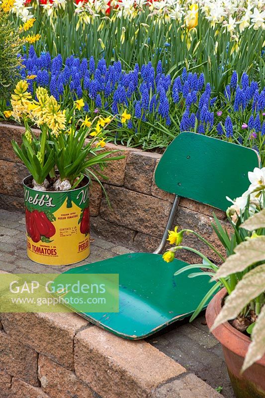 A tin can planted with flowering Hyacinthus is displayed on a stone wall next to a reused green seat at Keukenhof Gardens, The Netherlands.  
