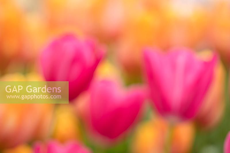 Tulip - Tulipa 'Grandstijle', Holland, April.