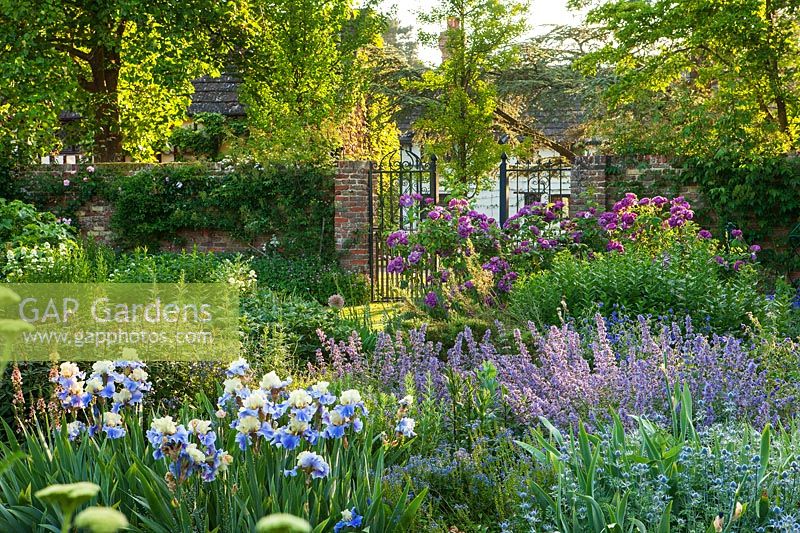 Herbaceous border in walled garden, Surrey, June.