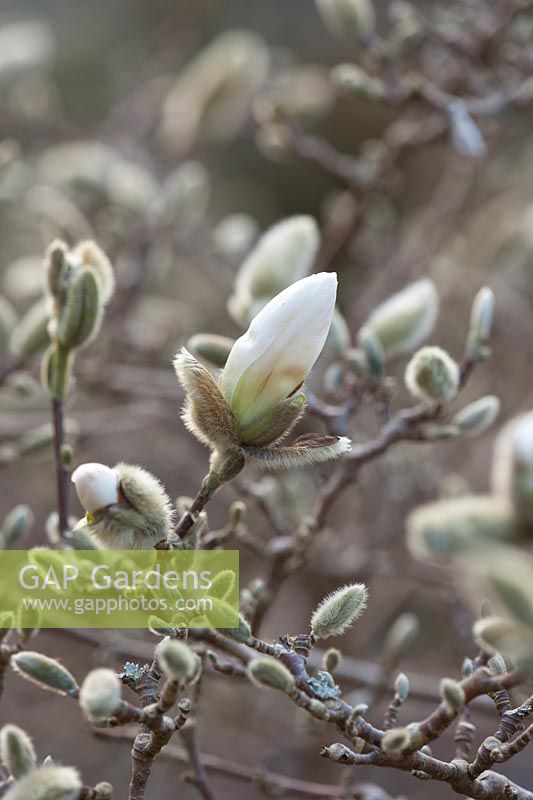 Magnolia stellata waterlily, March.