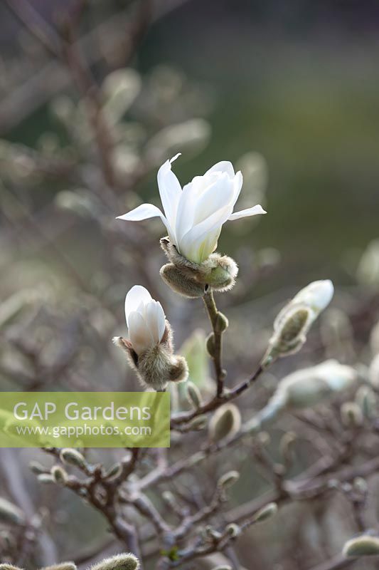 Magnolia stellata waterlily, March.