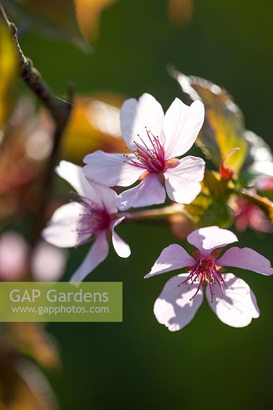 Cherry Blossom - Prunus sargentii 'Columnaris', April.