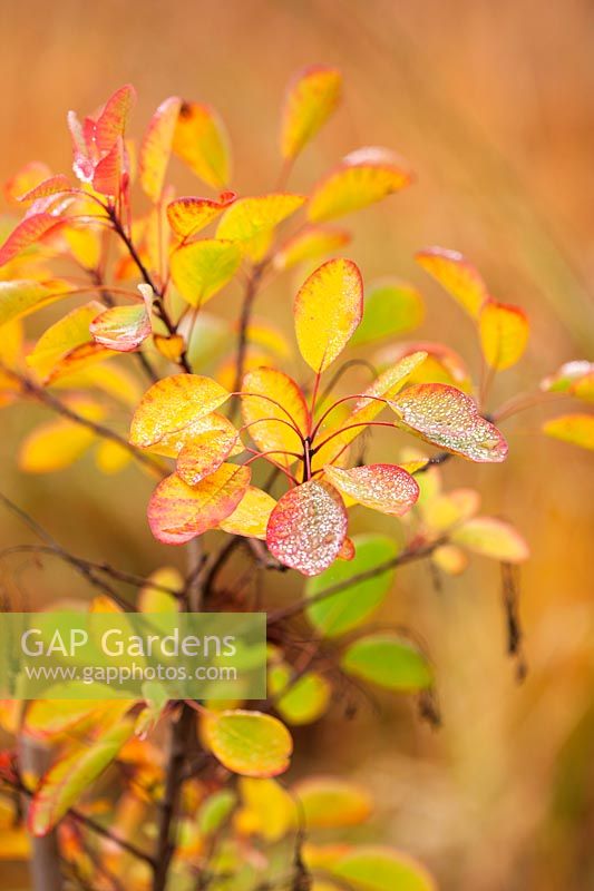 Autumnal leaves of Cotinus coggygria 'Pink Champagne', RHS Wisley, Surrey