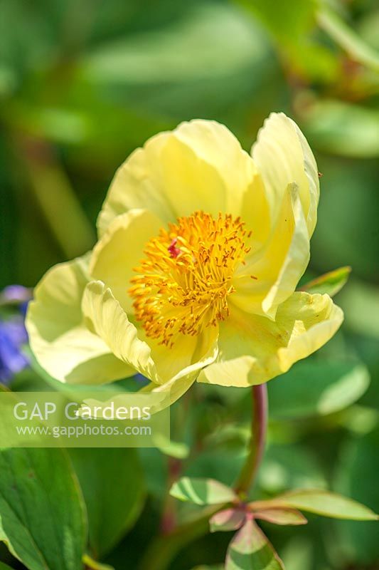 
Paeonia mlokosewitschii - Molly the witch