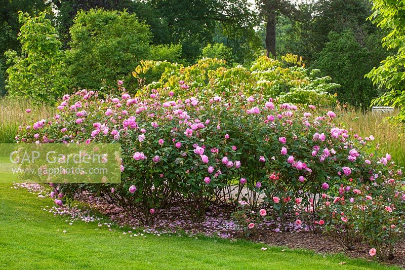 David austin Rosa 'Skylark' - Ausimple, AGM - Bowes Lyon Rose garden, RHS Wisley, Surrey