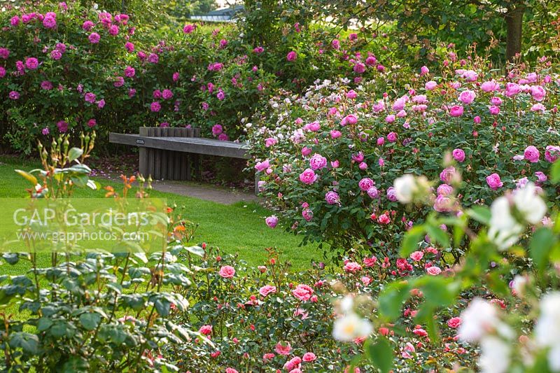 Wooden bench and David austin Rosa 'Skylark' - Ausimple, AGM - Bowes Lyon Rose garden, RHS Wisley, Surrey