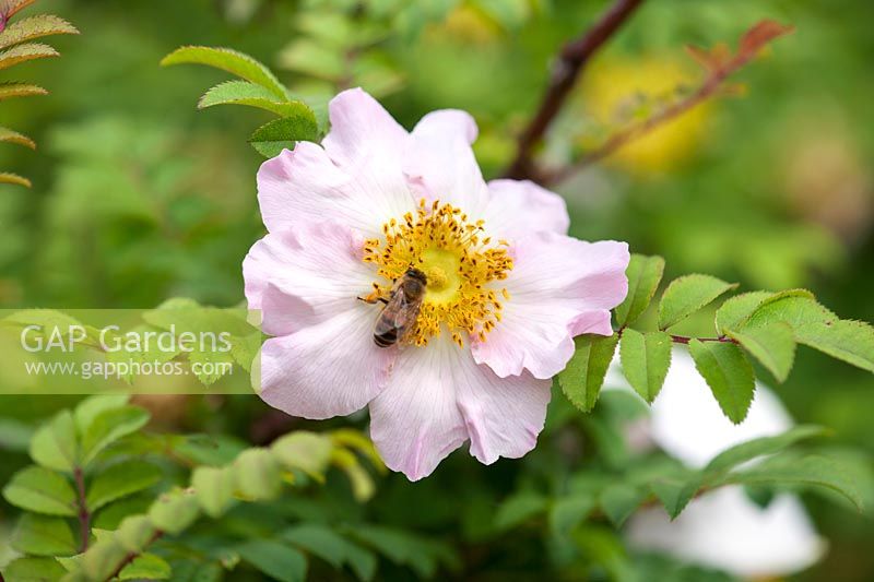 Rosa roxburgii with bee