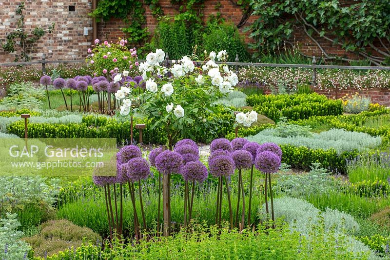Flowerbed with Alliums and standard Roses  