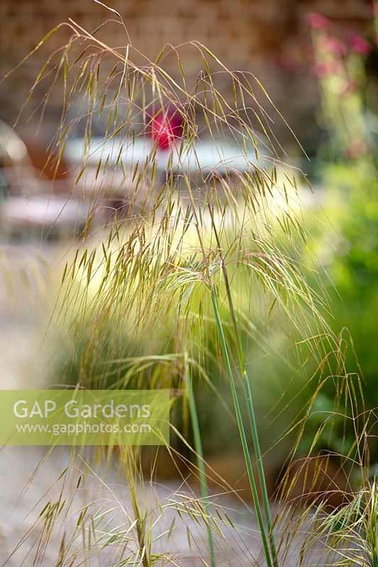  Close up plant portrait of Stipa gigantea Ornamental grass in seed, drooping seedheads 