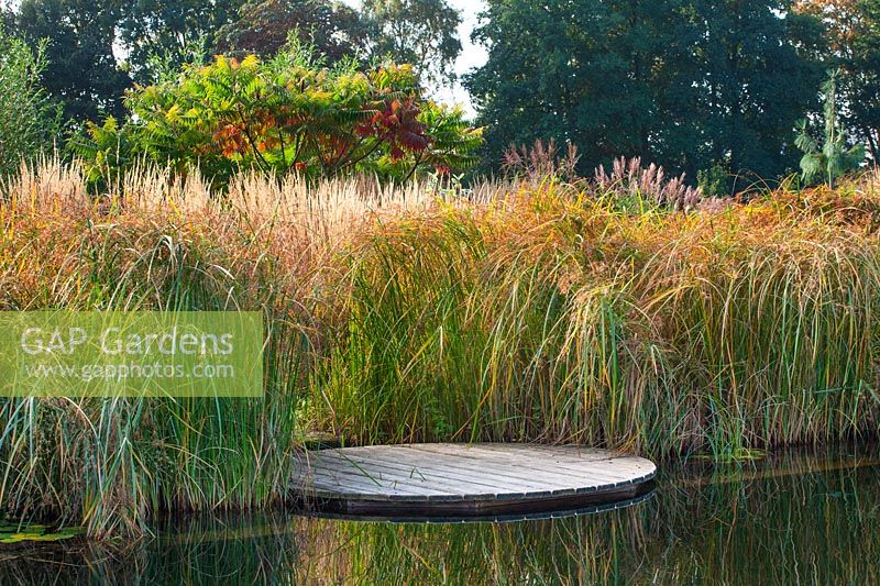 Water garden - Natural swimming pond - View across pond to decking - Cyperus longus and Rhus typhina