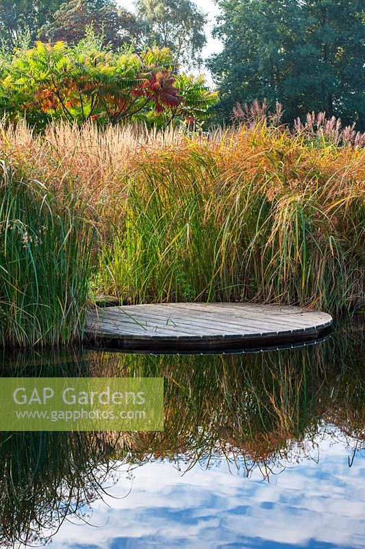 Water garden - Natural swimming pond - View across pond to decking - Cyperus longus and Rhus typhina