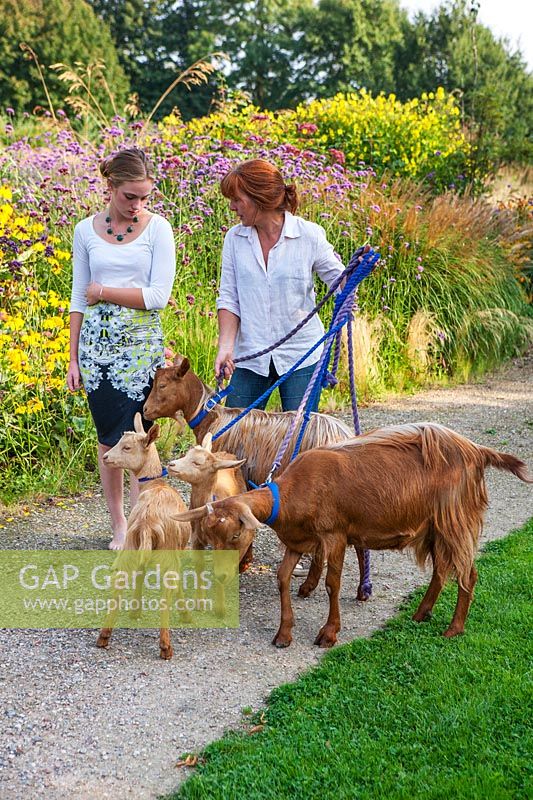 Woman and girl walking goats on a lead through the garden