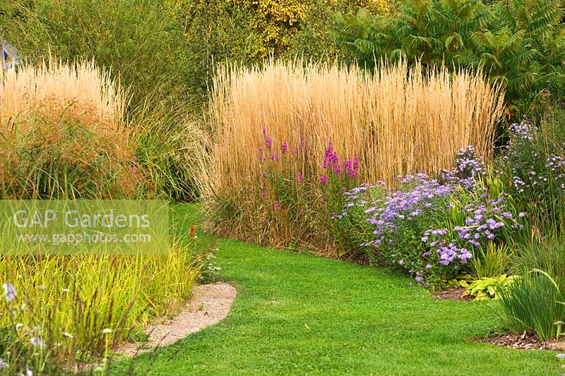 Grass path through beds of Calamagrostis x acutiflora 'Karl Foerster' and asters
 