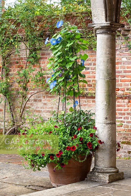  Terracotta container on terrace planted with red petunias and Ipomoea 'Heavenly Blue' 